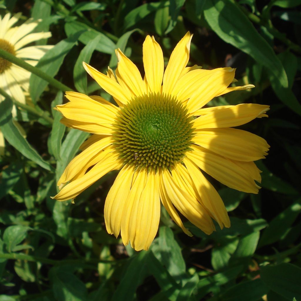 Echinacea purpurea Daydream - Rudbeckia pourpre