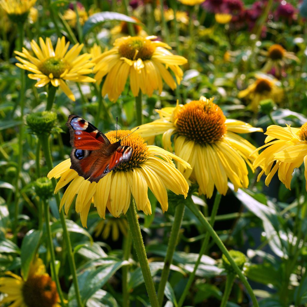 Echinacea purpurea Daydream - Sonnenhut