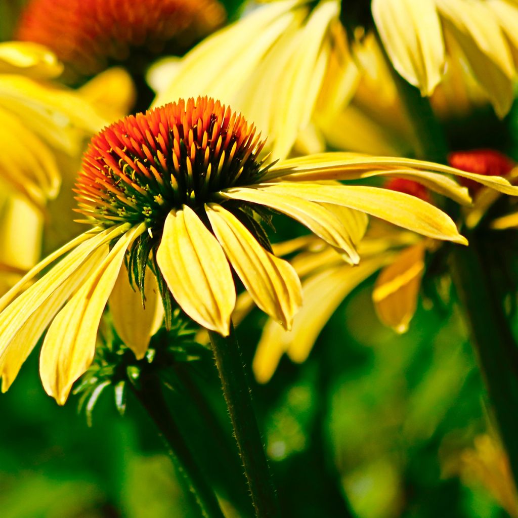 Echinacea purpurea Daydream - Sonnenhut