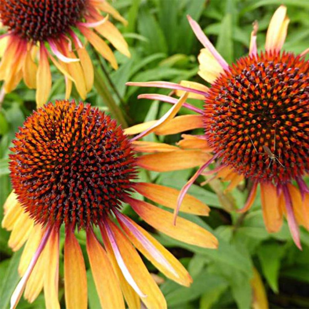 Echinacea purpurea Funky Yellow - Sonnenhut