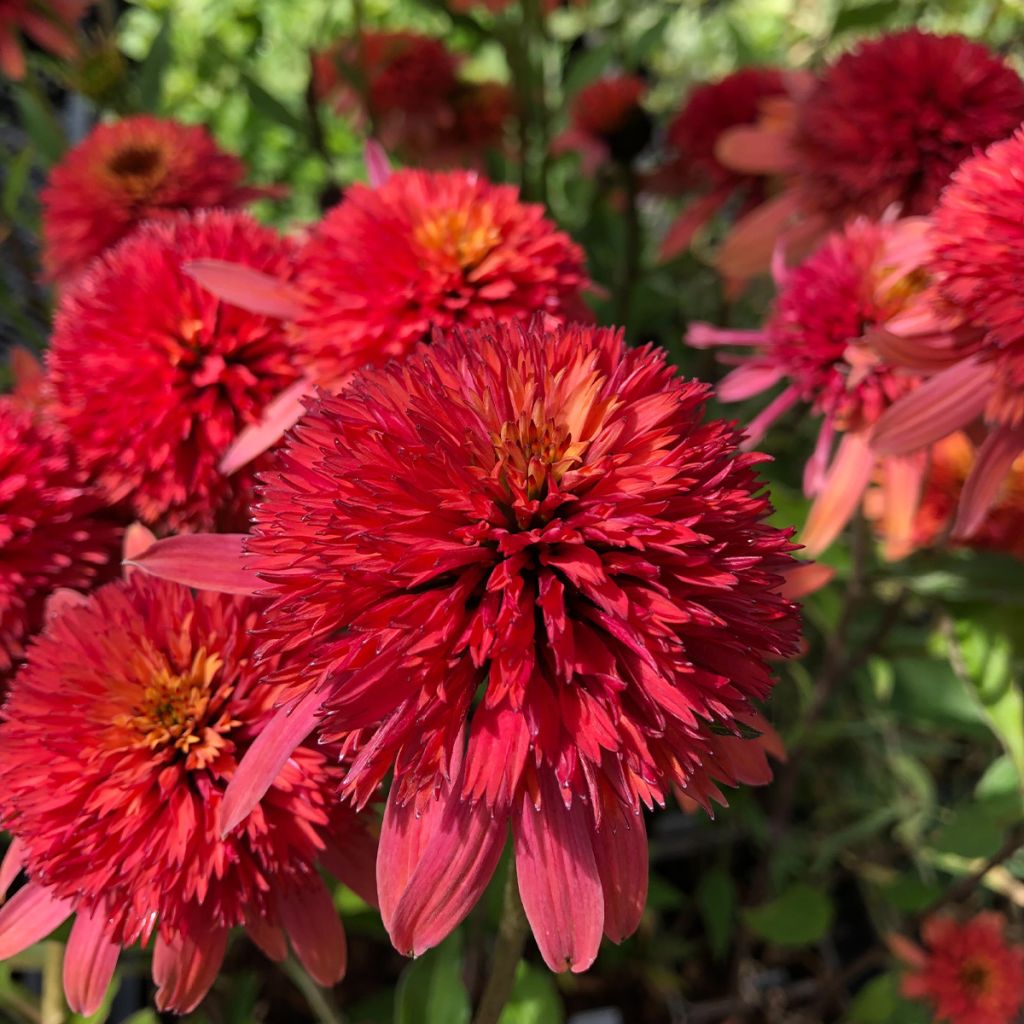 Echinacea purpurea Irresistible - Rudbeckia pourpre