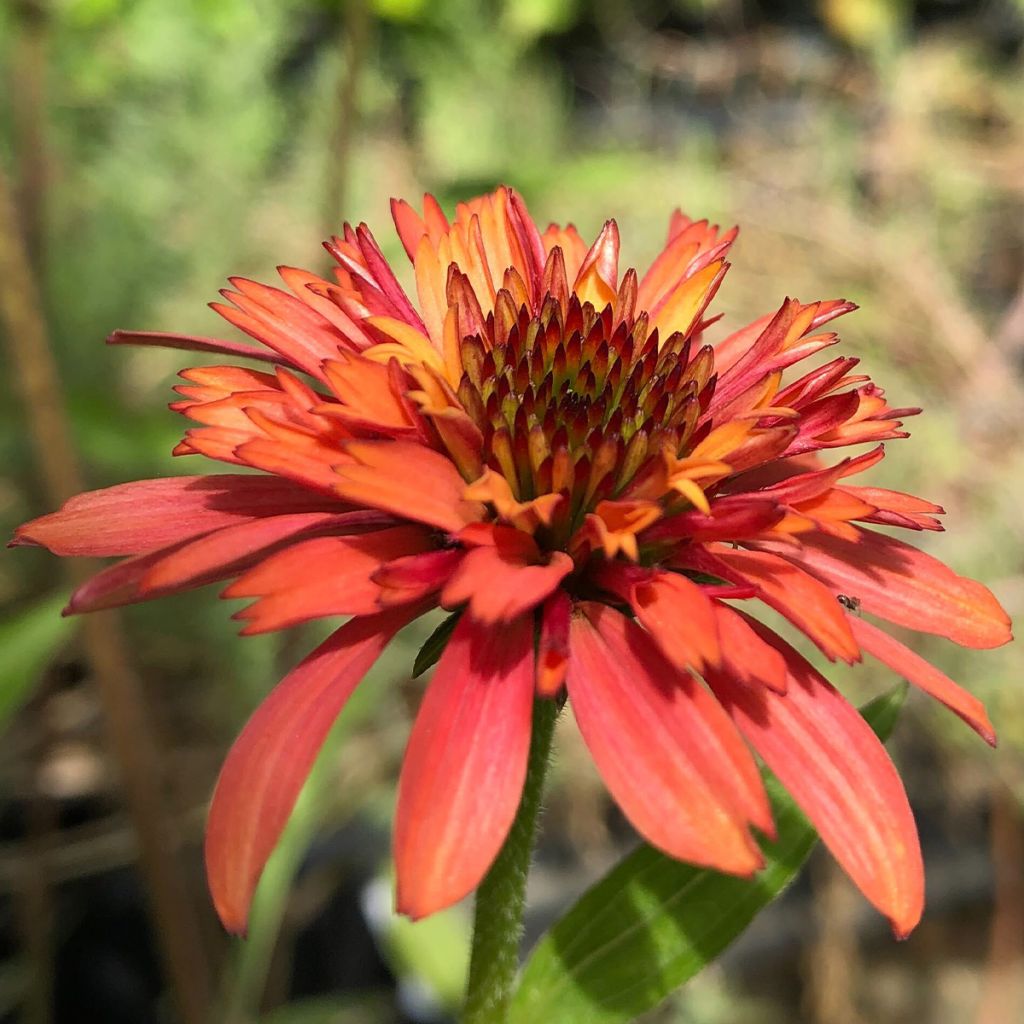 Echinacea purpurea Irresistible - Rudbeckia pourpre