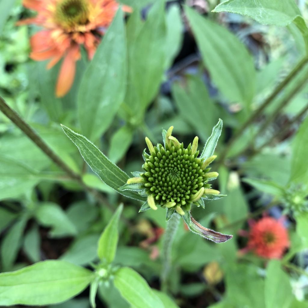 Echinacea purpurea Irresistible - Rudbeckia pourpre