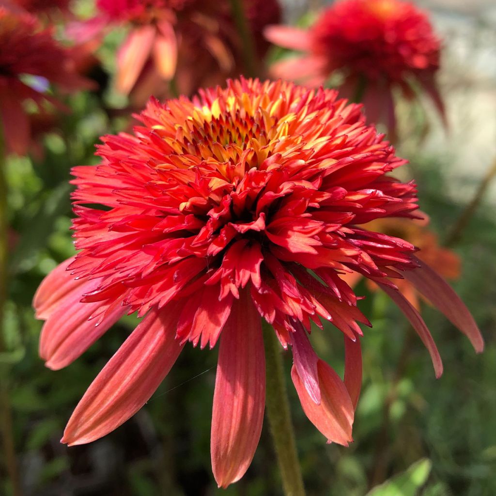 Echinacea purpurea Irresistible - Rudbeckia pourpre