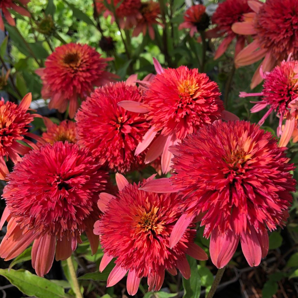 Echinacea purpurea Irresistible - Rudbeckia pourpre