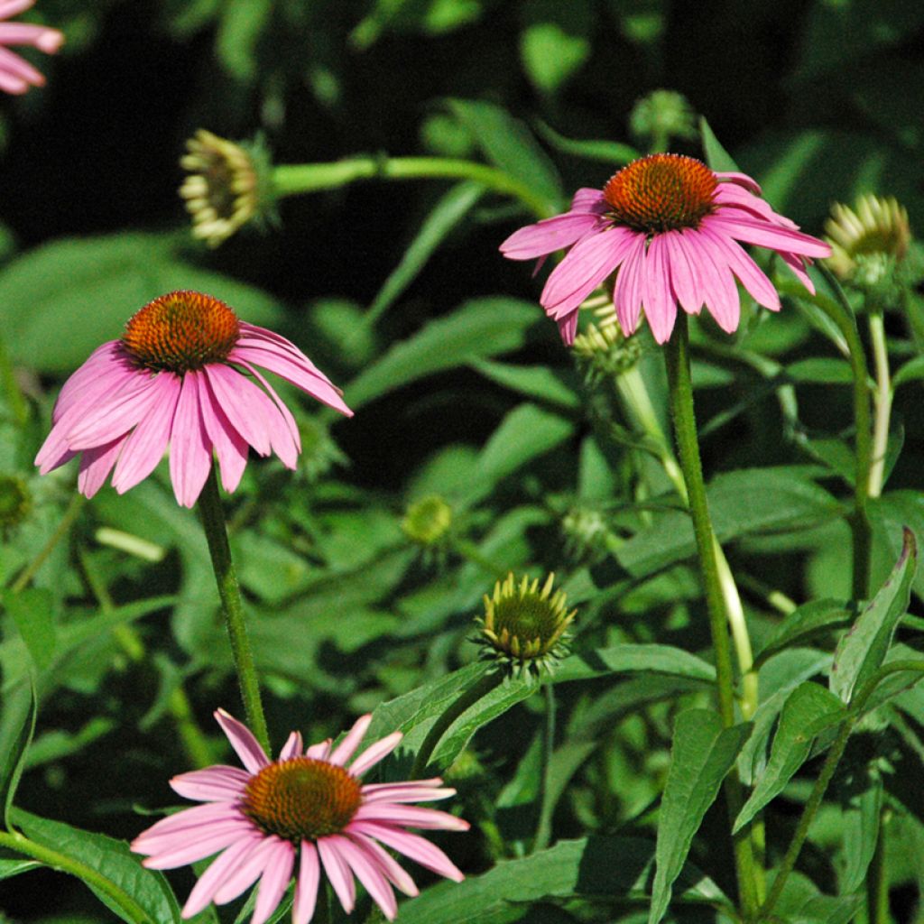 Echinacea purpurea Leuchtstern - Sonnenhut