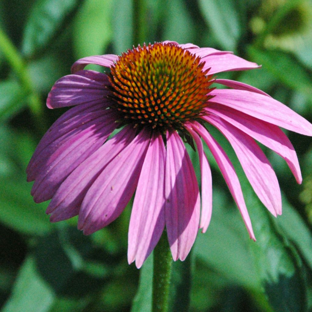 Echinacea purpurea Leuchtstern - Sonnenhut