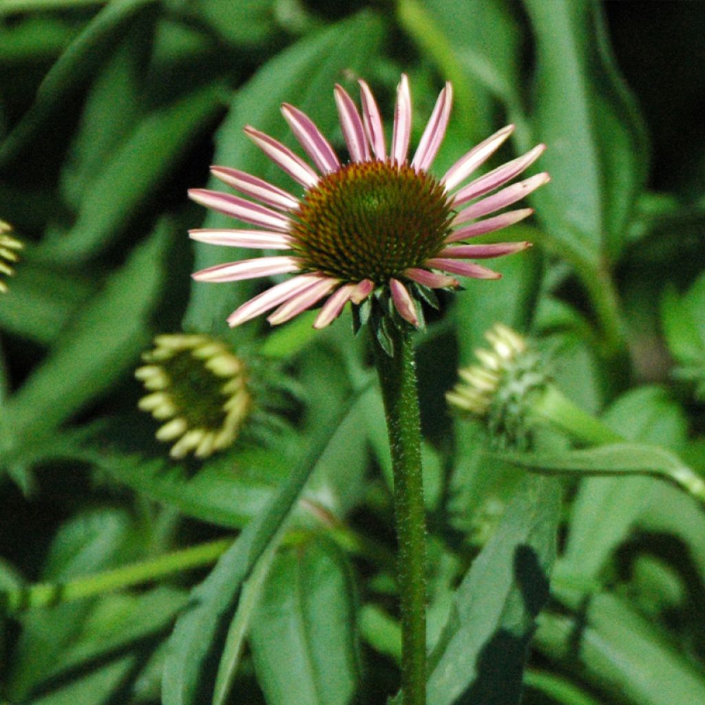 Echinacea purpurea Leuchtstern - Sonnenhut