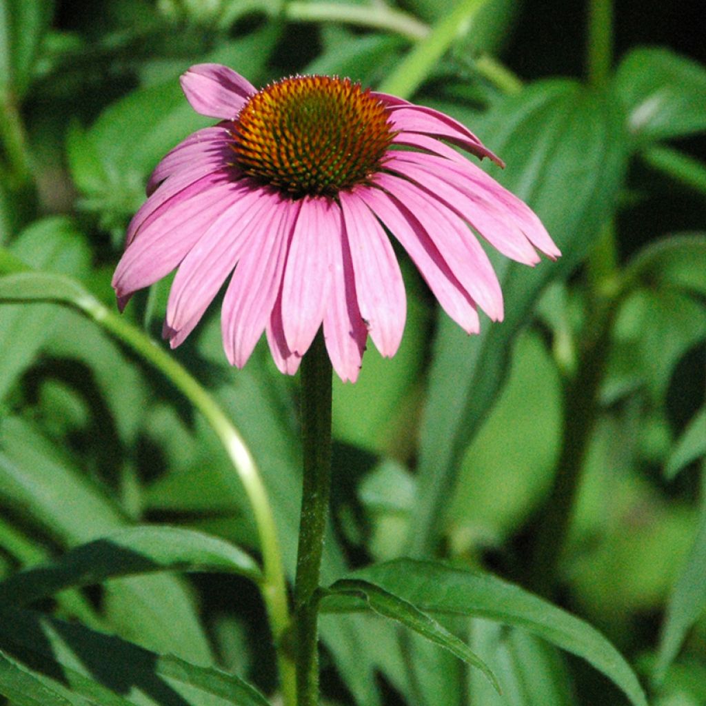 Echinacea purpurea Leuchtstern - Sonnenhut