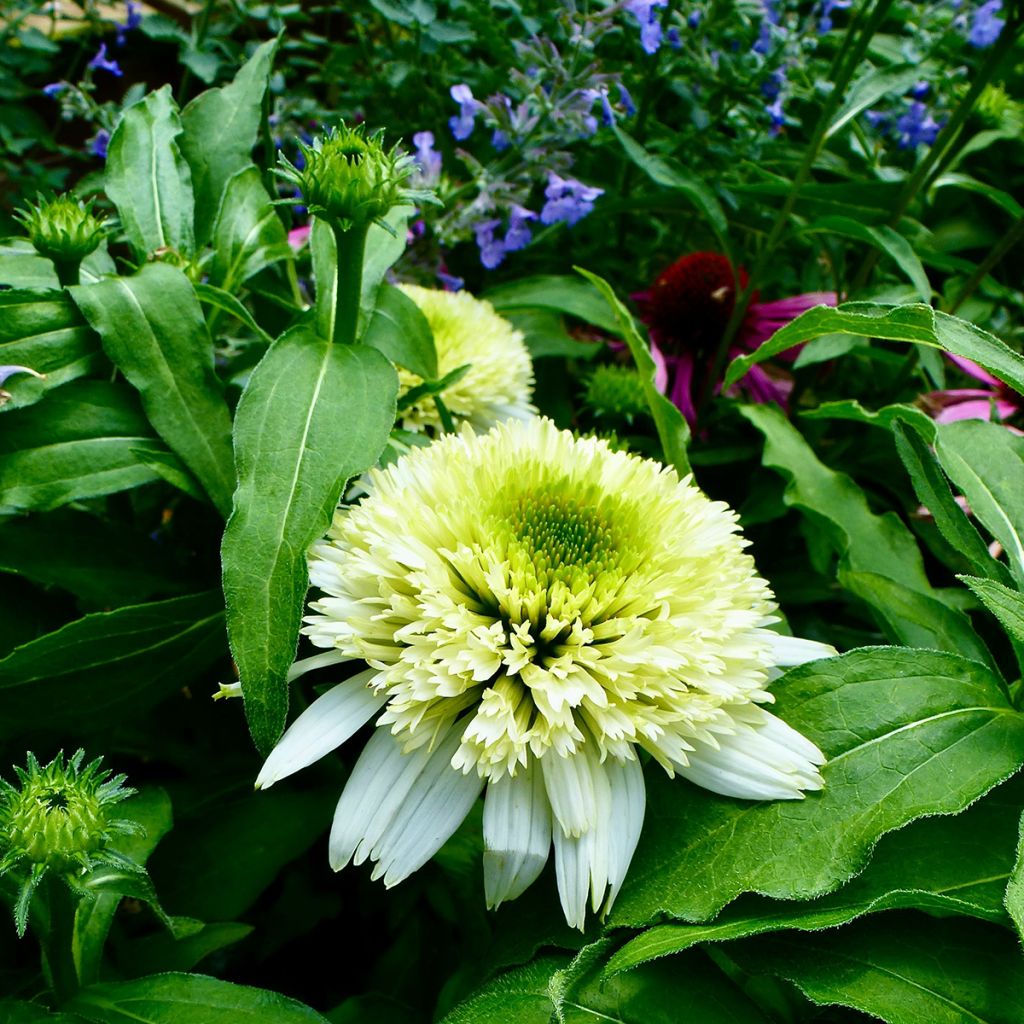 Echinacea purpurea Meringue - Sonnenhut