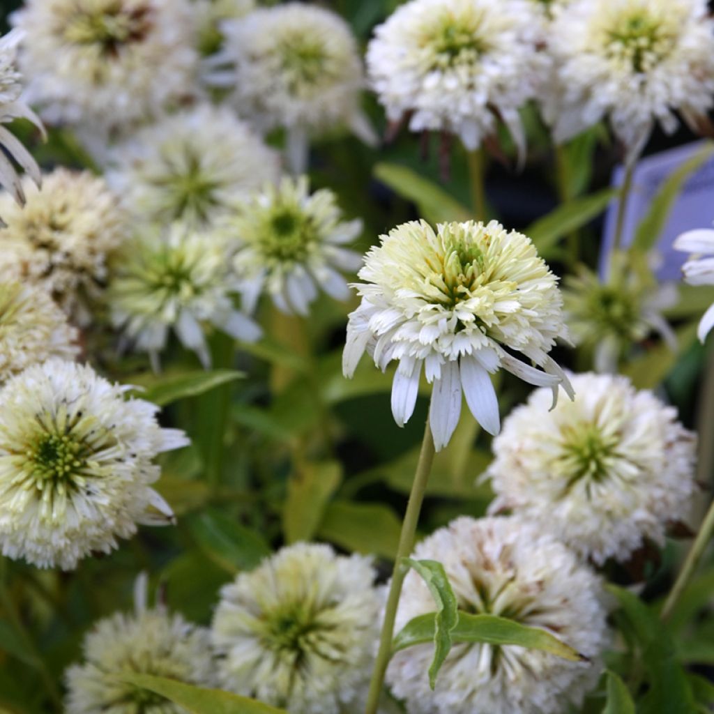 Echinacea purpurea Meringue - Sonnenhut