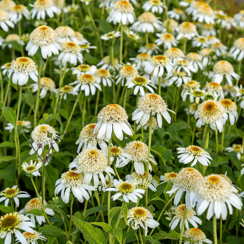 Echinacea purpurea Milkshake - Sonnenhut