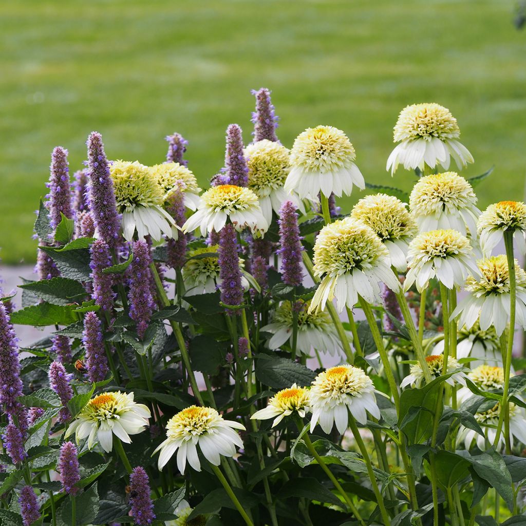 Echinacea purpurea Milkshake - Sonnenhut