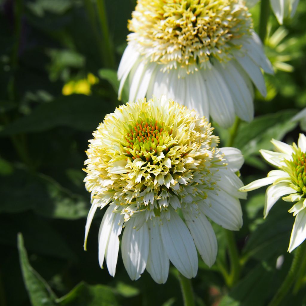 Echinacea purpurea Milkshake - Sonnenhut