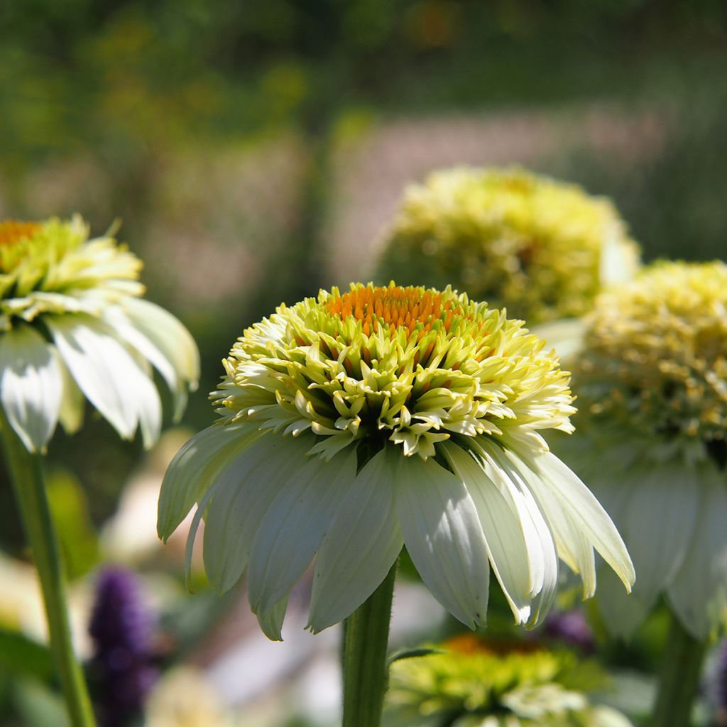 Echinacea purpurea Milkshake - Sonnenhut