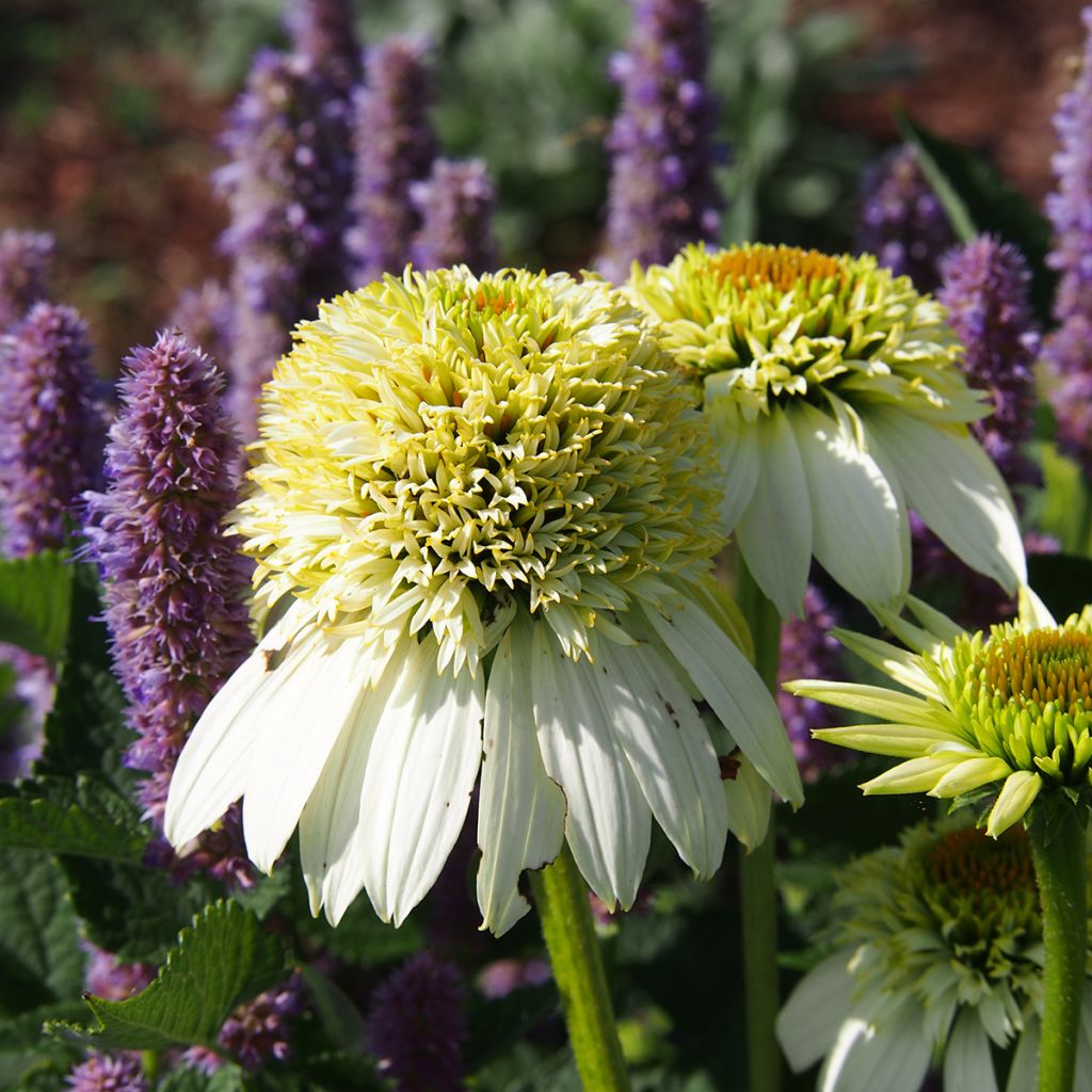 Echinacea purpurea Milkshake - Sonnenhut