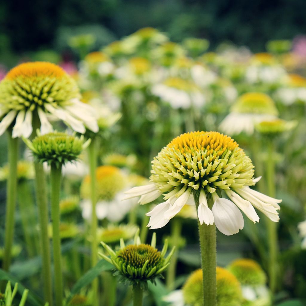 Echinacea purpurea Milkshake - Sonnenhut