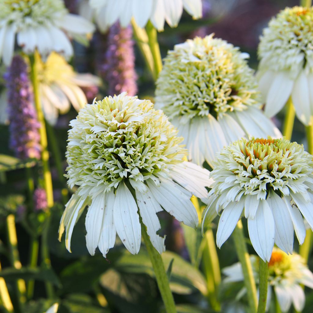 Echinacea purpurea Milkshake - Sonnenhut