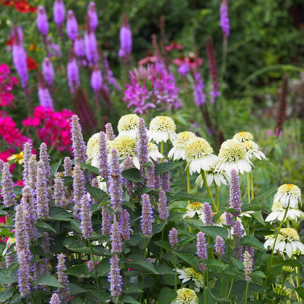 Echinacea purpurea Milkshake - Sonnenhut