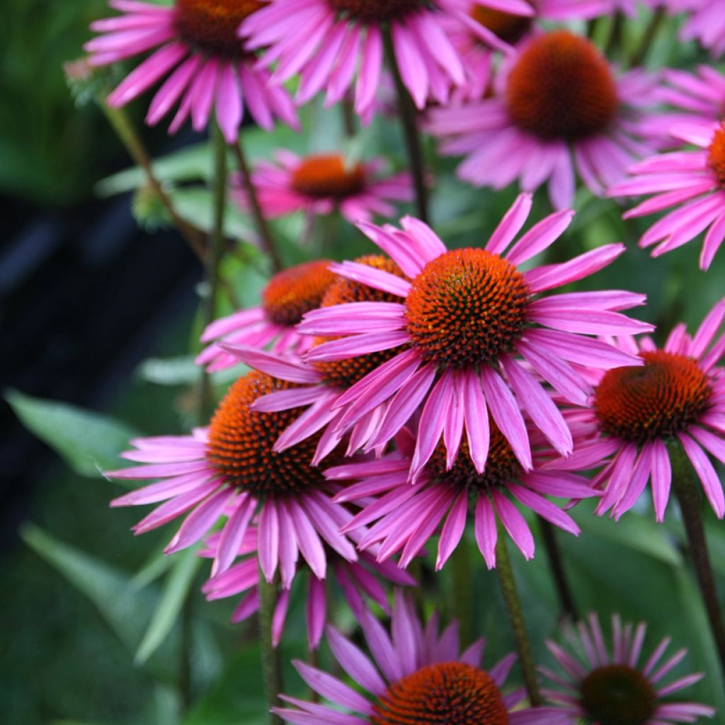 Echinacea purpurea Pica Bella - Sonnenhut