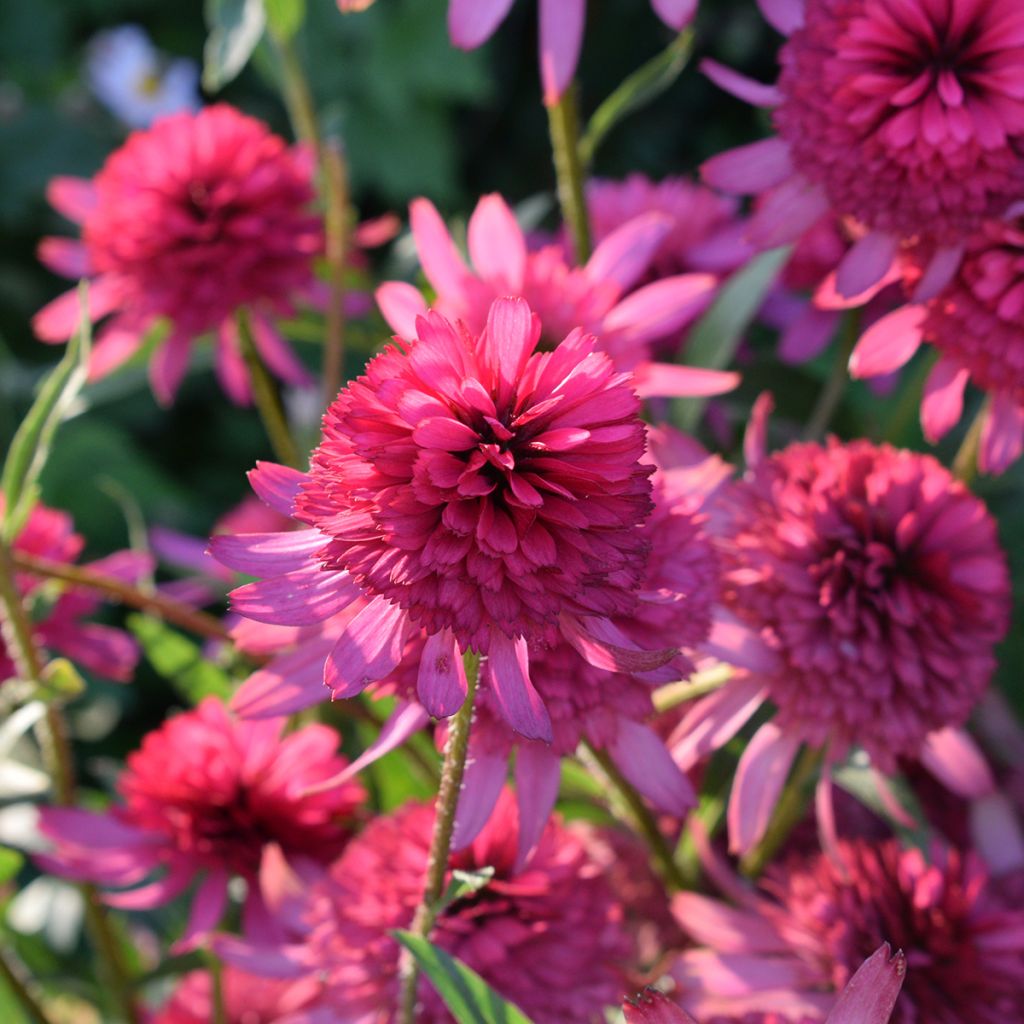 Echinacea purpurea Pink Double Delight - Sonnenhut