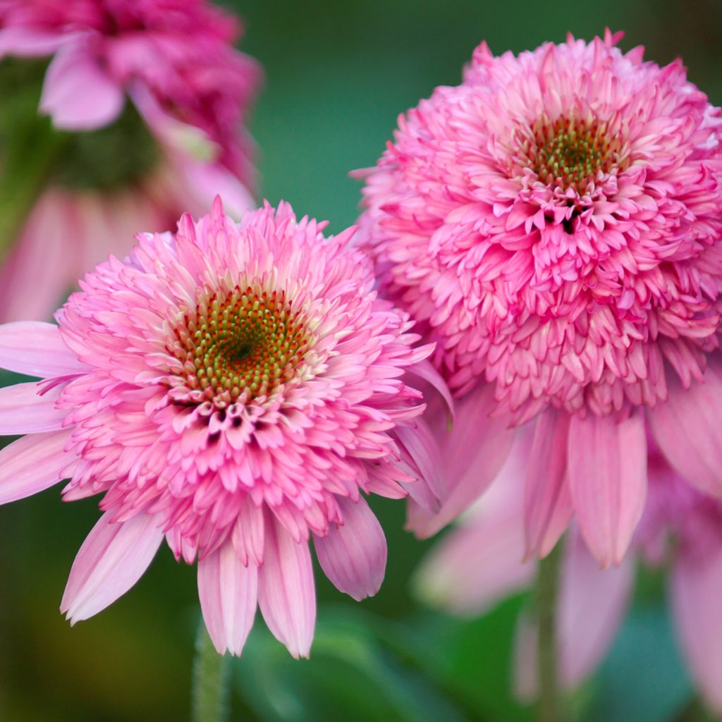 Echinacea purpurea Pink Double Delight - Sonnenhut