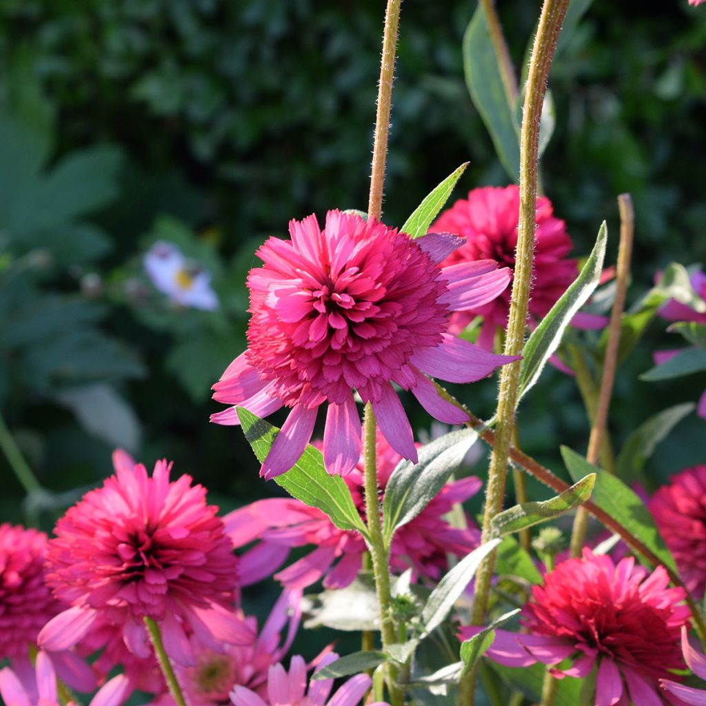 Echinacea purpurea Pink Double Delight - Sonnenhut