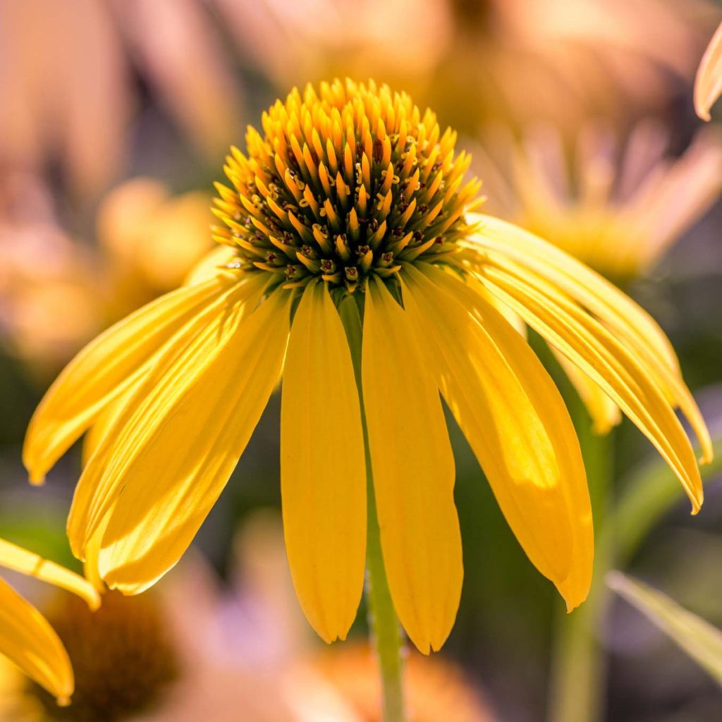 Echinacea purpurea Summer Breeze - Sonnenhut