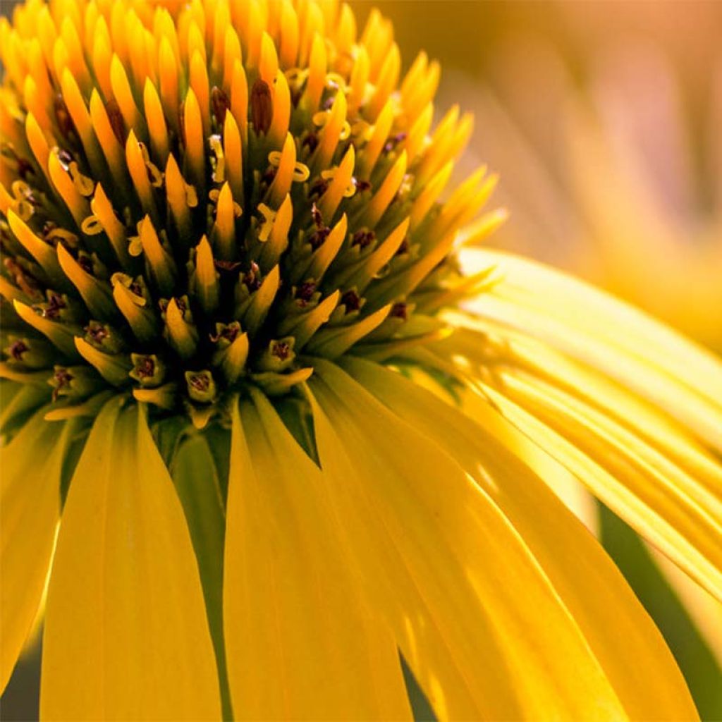 Echinacea purpurea Summer Breeze - Rudbeckia pourpre