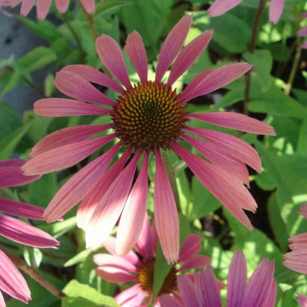 Echinacea purpurea Summer Cocktail - Sonnenhut