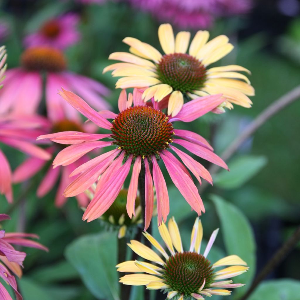 Echinacea purpurea Summer Cocktail - Sonnenhut