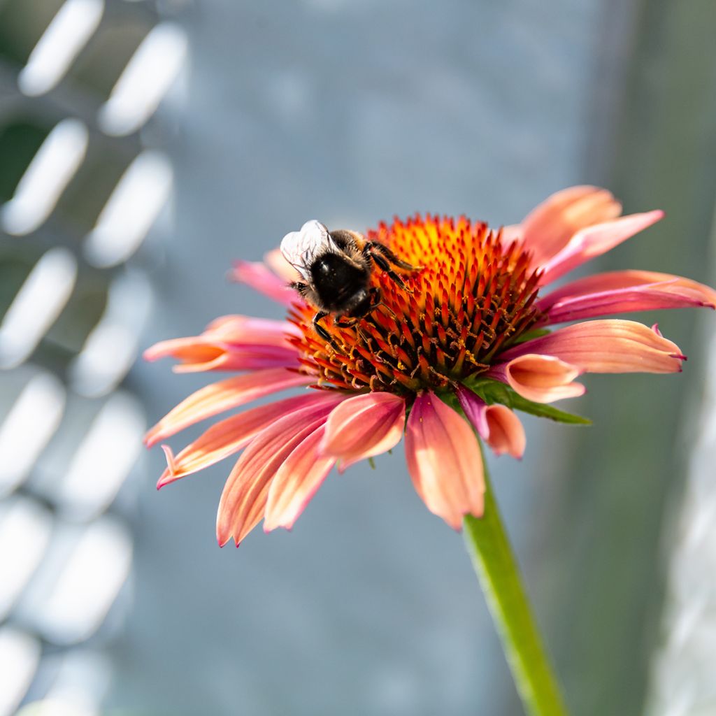 Echinacea purpurea Sundown - Sonnenhut