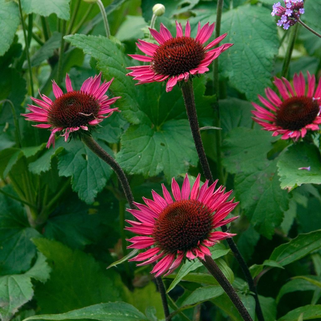 Echinacea purpurea Vintage Wine - Echinacée