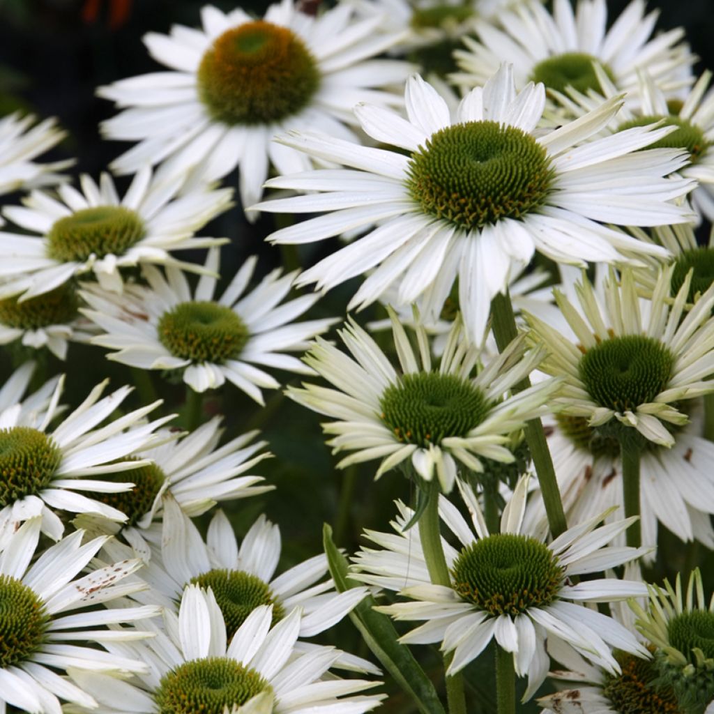 Echinacea purpurea Virgin - Sonnenhut