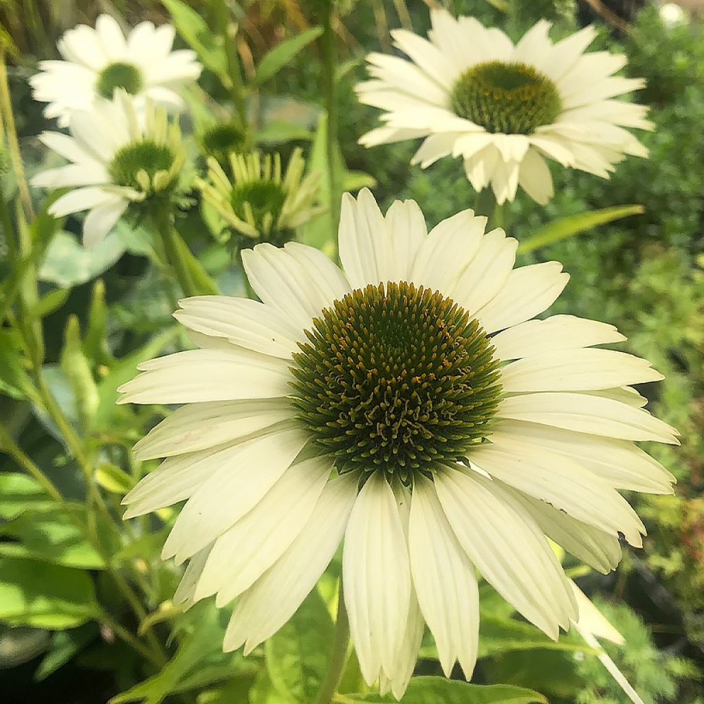 Echinacea purpurea Virgin - Sonnenhut