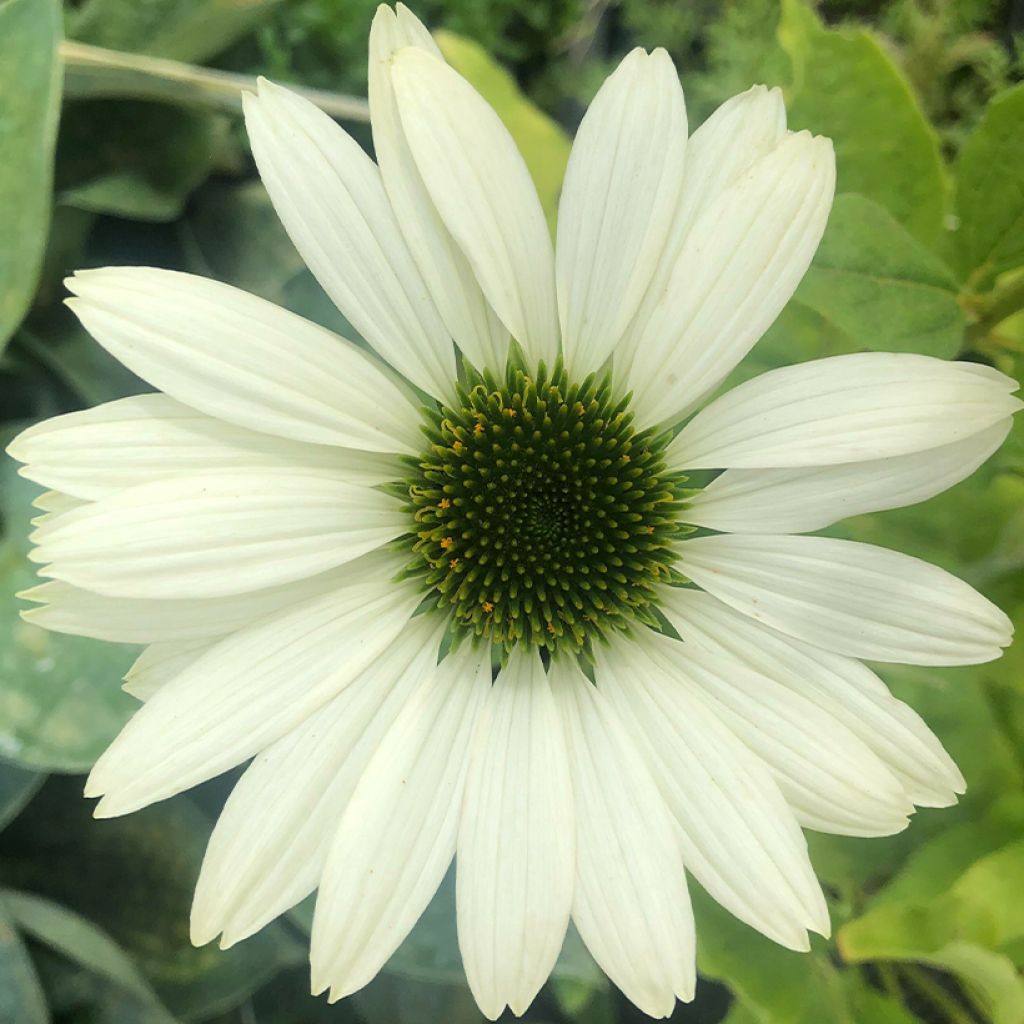 Echinacea purpurea Virgin - Sonnenhut