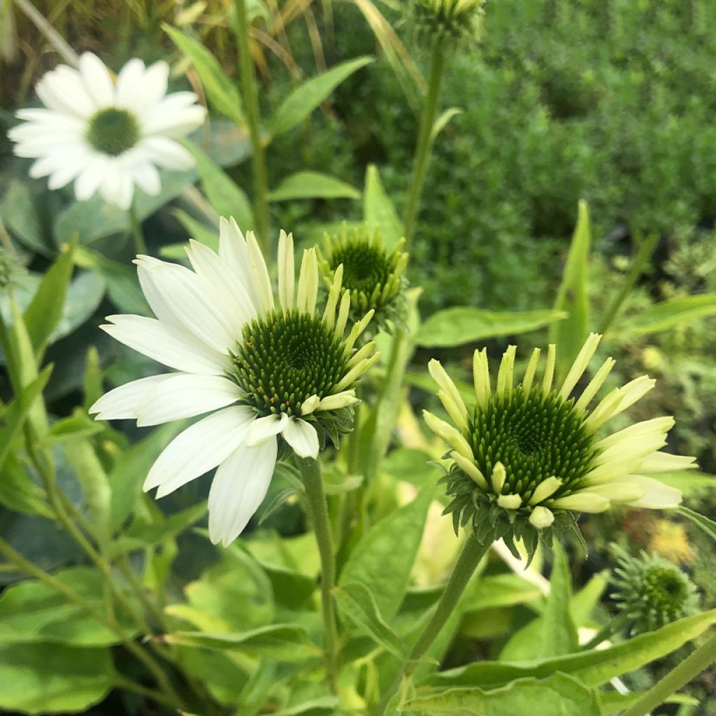 Echinacea purpurea Virgin - Sonnenhut