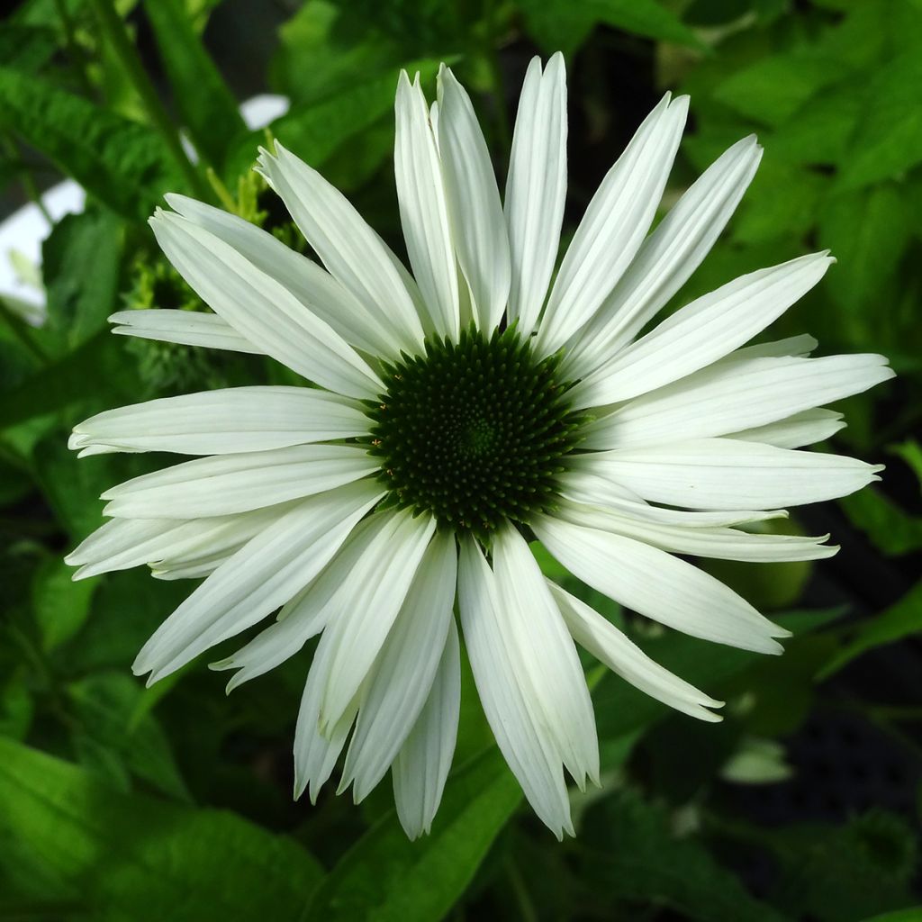 Echinacea purpurea Virgin - Sonnenhut