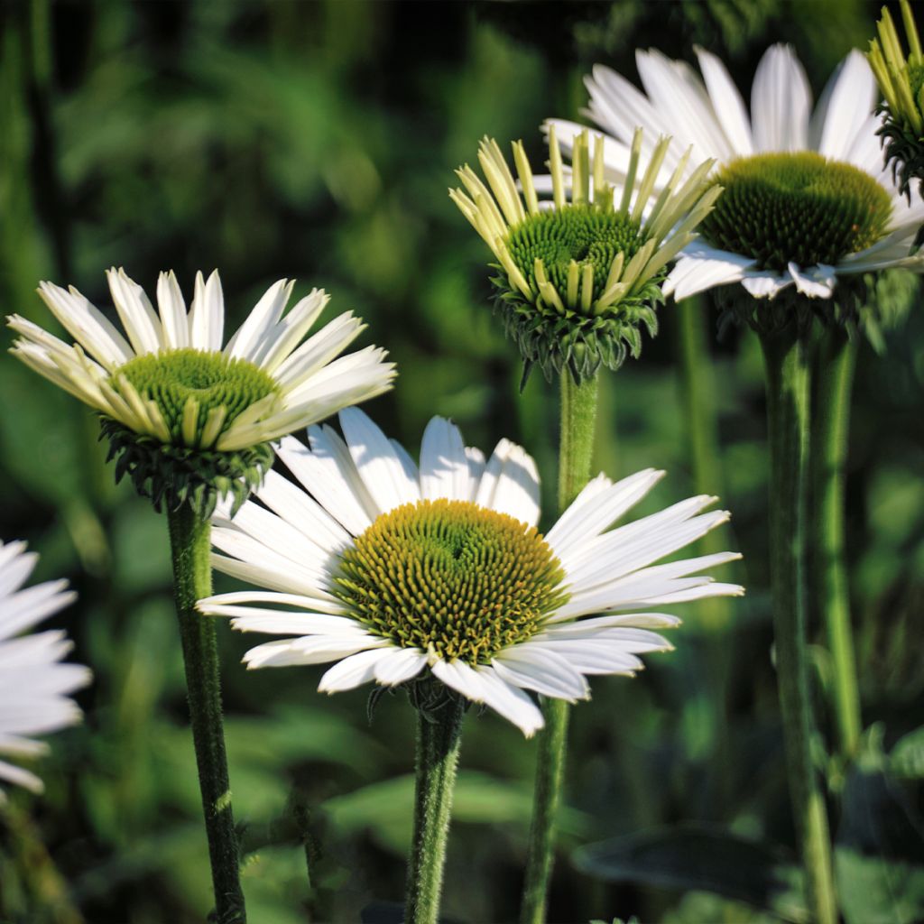 Echinacea purpurea Virgin - Sonnenhut