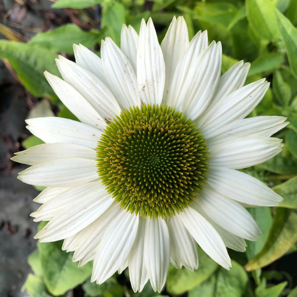 Echinacea purpurea Virgin - Sonnenhut