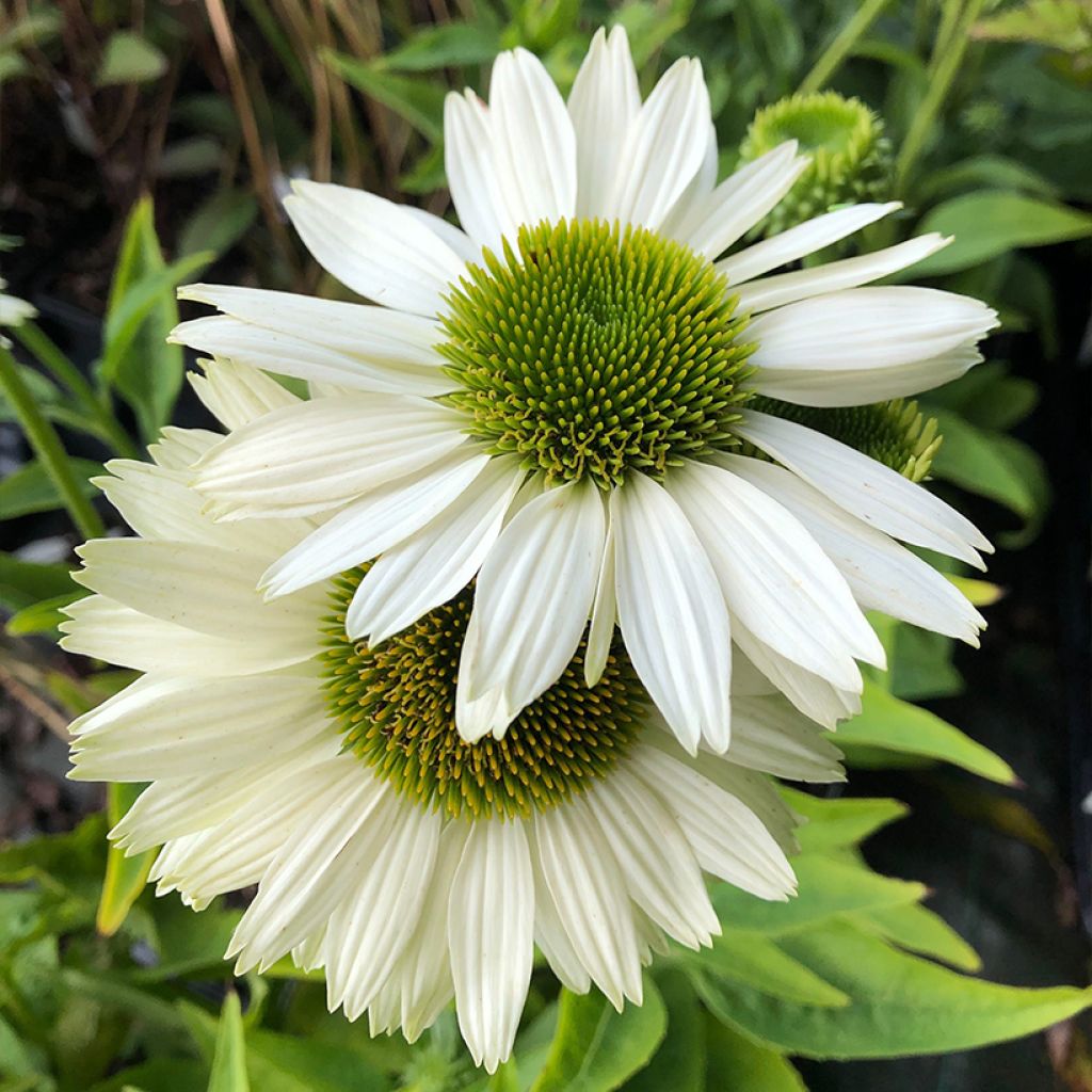 Echinacea purpurea Virgin - Sonnenhut