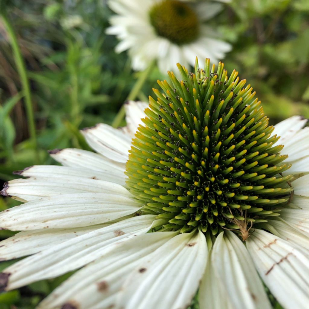 Echinacea purpurea Virgin - Sonnenhut