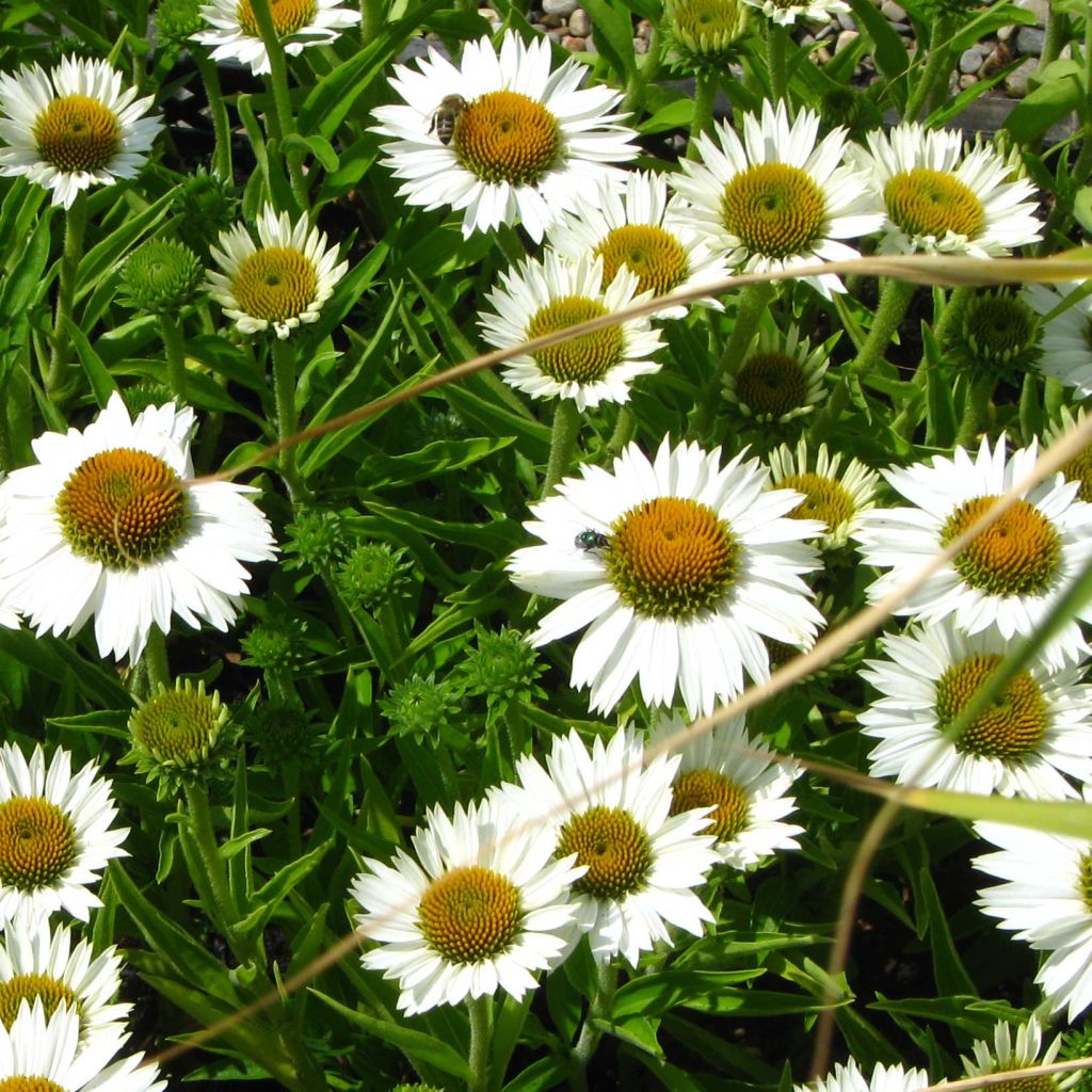 Echinacea purpurea White Meditation - Sonnenhut