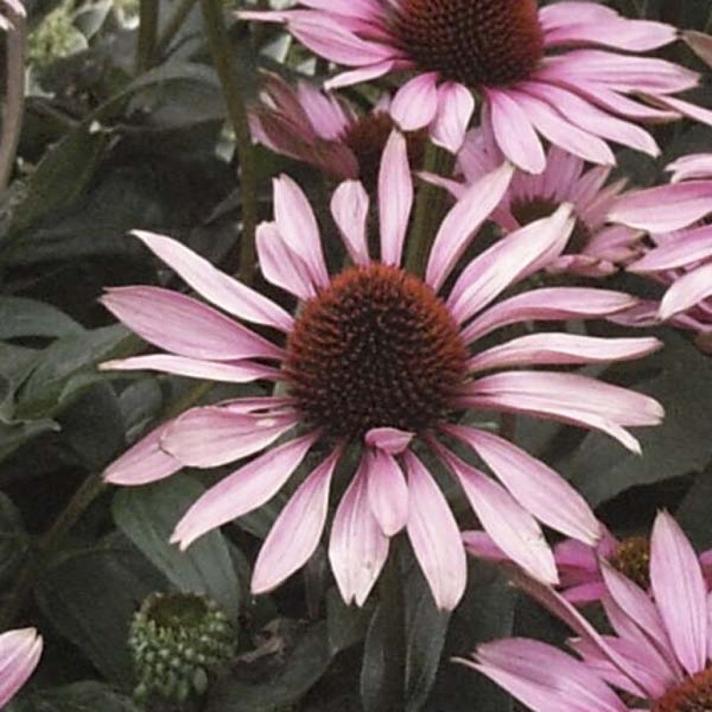 Echinacea purpurea The King - Sonnenhut