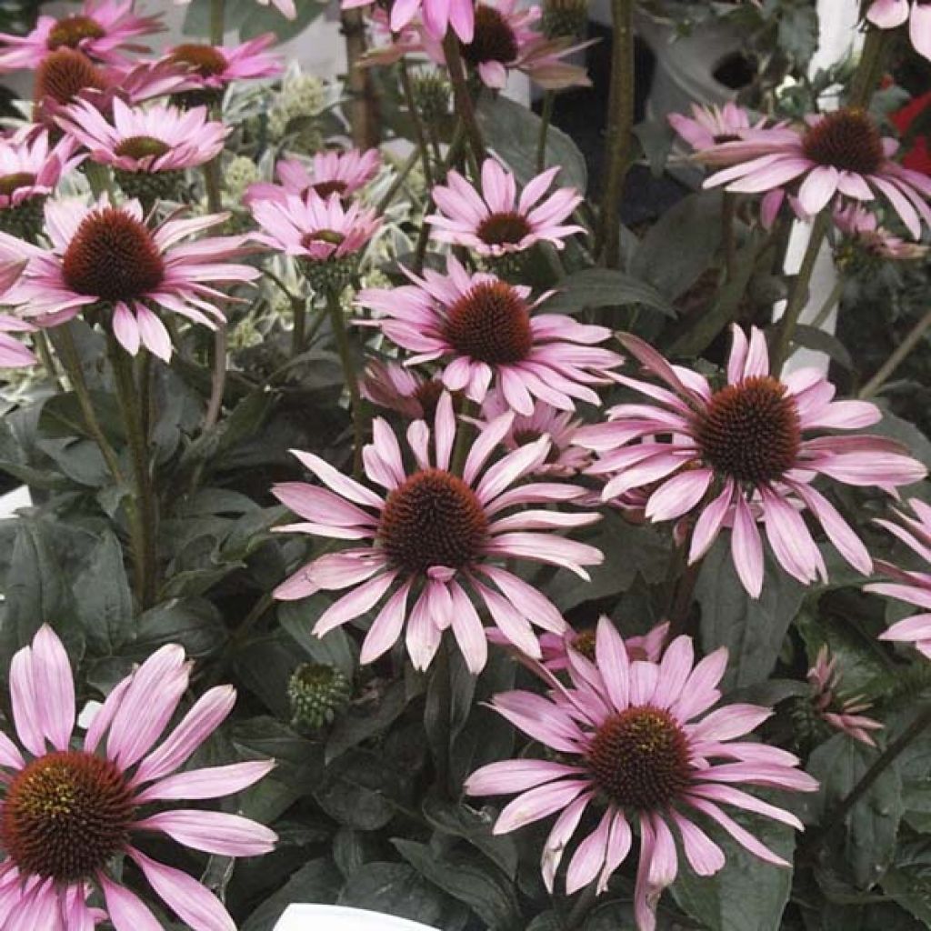 Rudbeckia ou Echinacea purpurea The King