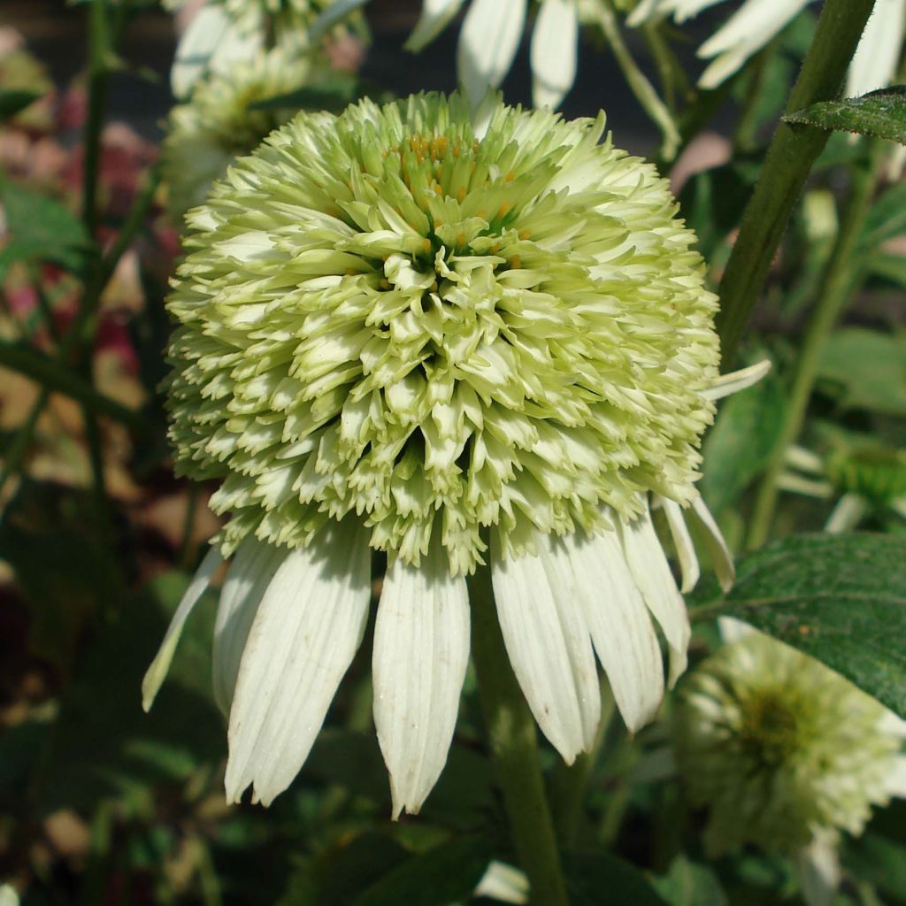 Echinacea purpurea Coconut Lime - Sonnenhut