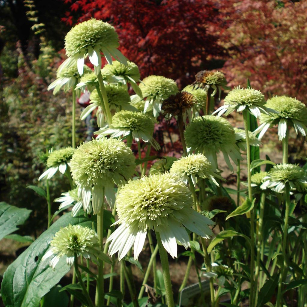 Echinacea Coconut Lime - Rudbeckia pourpre