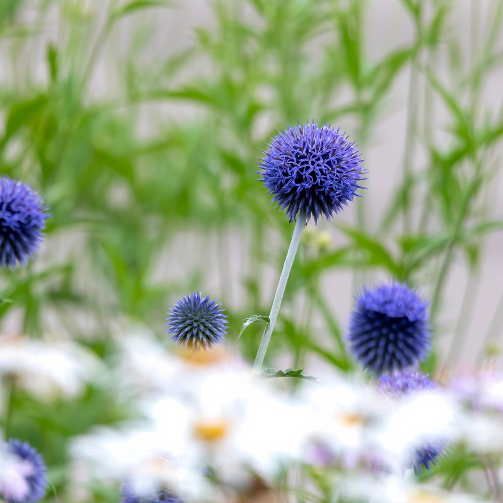 Banater Kugeldistel Blue Globe - Echinops bannaticus