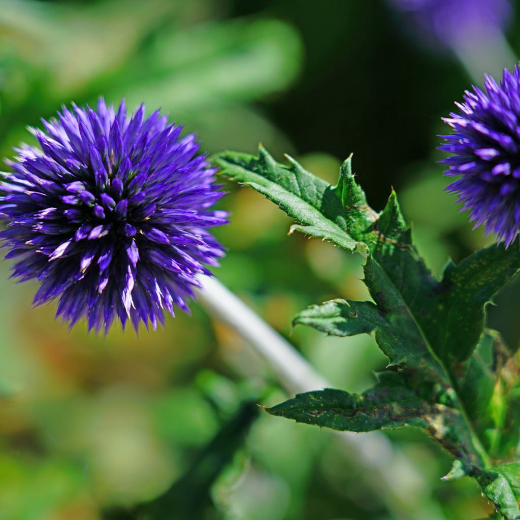 Banater Kugeldistel Blue Globe - Echinops bannaticus