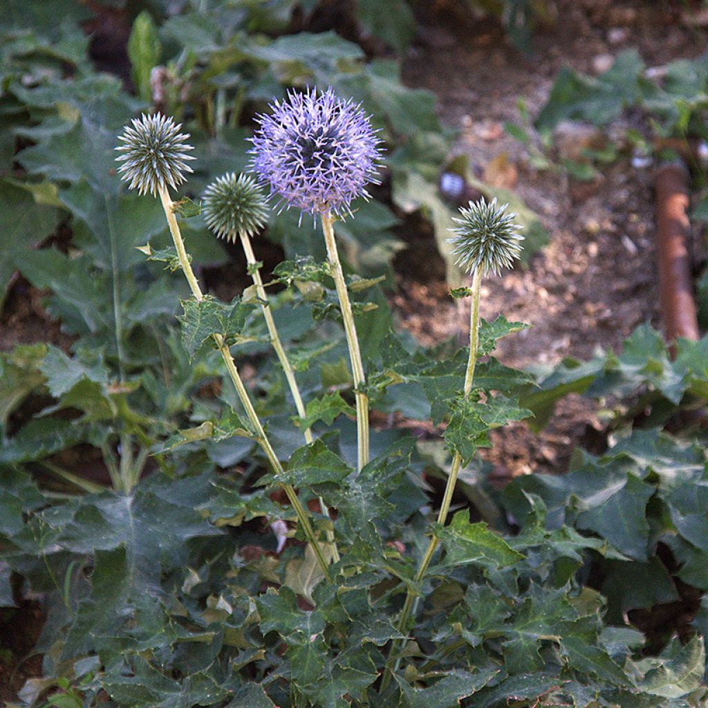 Echinops bannaticus Blue Glow - Boule azurée